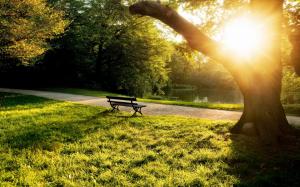 Summer morning in the park, bench, trees, grass, sunlight wallpaper thumb