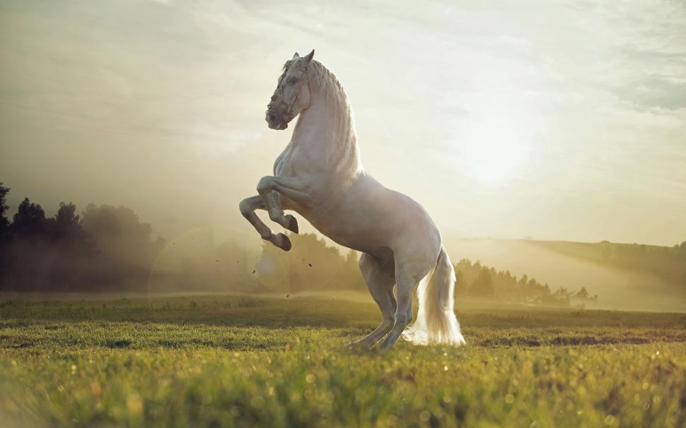 Beautiful White Horse wallpaper,horse HD wallpaper,white horse HD wallpaper,2560x1600 wallpaper