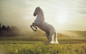 Beautiful White Horse wallpaper thumb