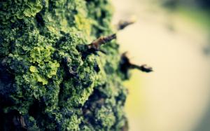 Tree Macro Moss HD wallpaper thumb