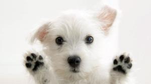 Dog, West Highland White Terrier wallpaper thumb