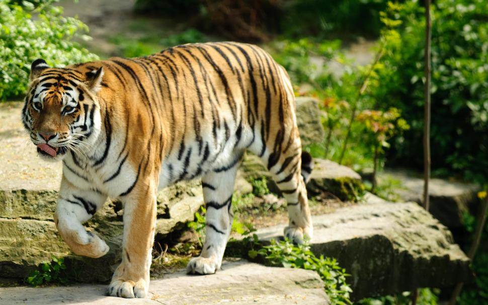 Best Tiger wallpaper,best HD wallpaper,tiger HD wallpaper,tigers HD wallpaper,2560x1600 wallpaper