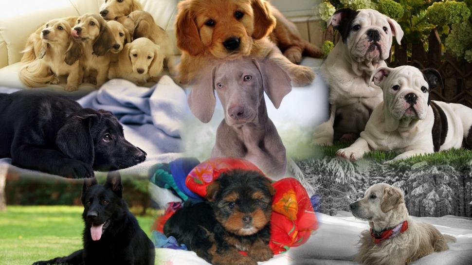 Our Best Friends wallpaper,collage wallpaper,breeds wallpaper,animals wallpaper,dogs wallpaper,1600x900 wallpaper