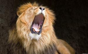 Lion Yawn HD wallpaper thumb