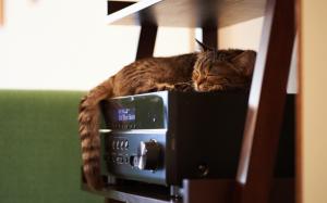 Cat Sleep Receiver HD wallpaper thumb