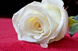 *** White Rose Drops *** wallpaper thumb