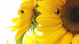 Sunflower, petals, two ladybugs wallpaper thumb