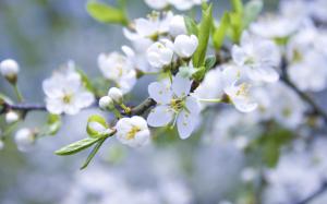 Apple blossom flower buds of white petals branch wallpaper thumb