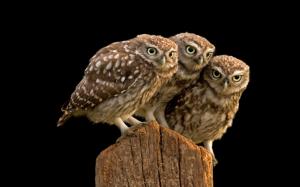 Three owl, tree stump wallpaper thumb