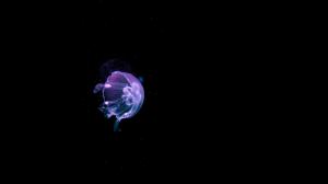 Jellyfish Images wallpaper thumb