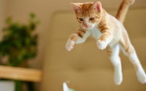Kitten jumping wallpaper thumb