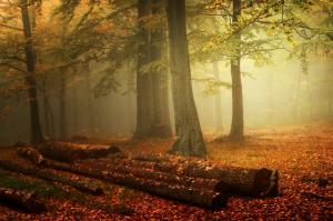 Mist, Forest, Nature, Fall, Leaves, Landscape, Trunks, Morning wallpaper thumb