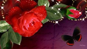Lovely Red Rose wallpaper thumb
