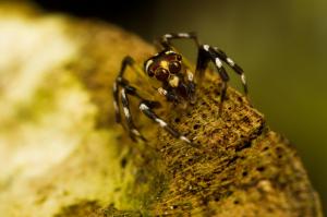 Insects Spiders Nature Macro Closeup Zoom Desktop Background Images wallpaper thumb