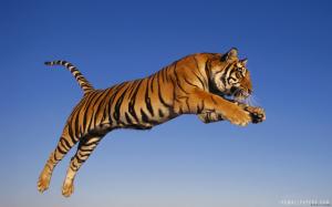 Bengal Tiger Jump wallpaper thumb