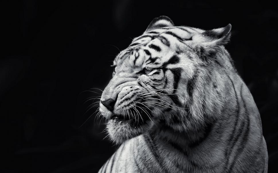 Amazing White Tiger wallpaper,white HD wallpaper,tiger HD wallpaper,amazing HD wallpaper,animals HD wallpaper,2560x1600 wallpaper