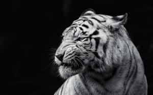 Amazing White Tiger wallpaper thumb