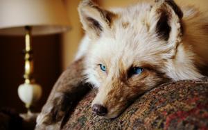 Blue eyes fox, look, ears wallpaper thumb