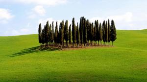 An Isl Of Trees In Tuscany Italy wallpaper thumb