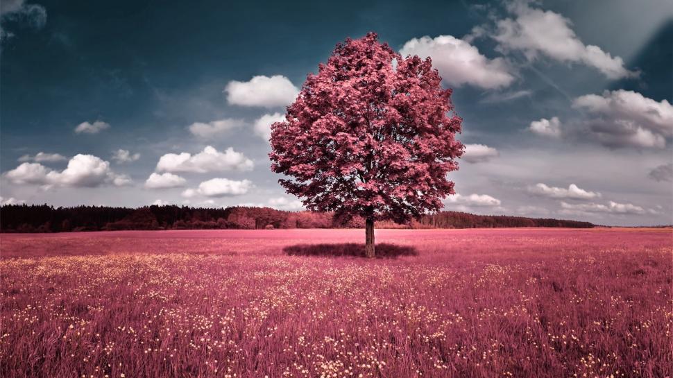 Selective Coloring, Trees, Grass, Sky, Clouds wallpaper,selective coloring HD wallpaper,trees HD wallpaper,grass HD wallpaper,sky HD wallpaper,clouds HD wallpaper,1920x1080 wallpaper