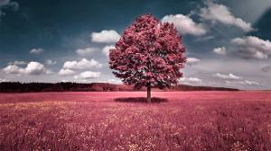 Selective Coloring, Trees, Grass, Sky, Clouds wallpaper thumb