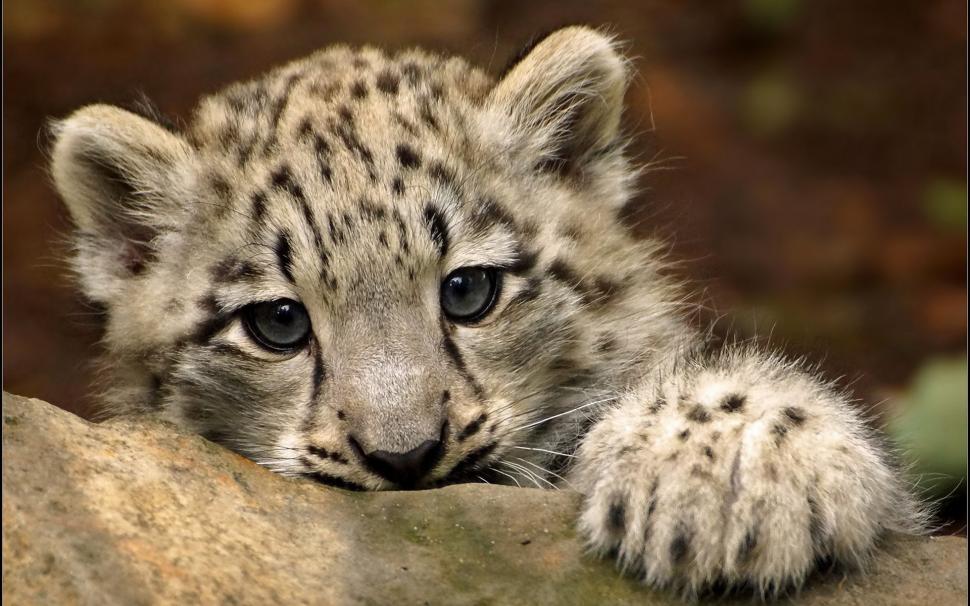 Cute Snow Leopard wallpaper,leopard HD wallpaper,baby leopard HD wallpaper,gorgeous HD wallpaper,1920x1200 wallpaper