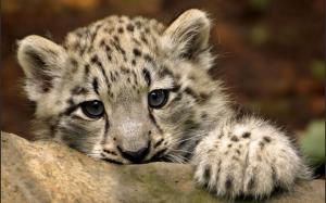 Cute Snow Leopard wallpaper thumb