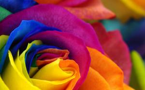 Flowers, Colorful, Petals, Photo Manipulation wallpaper thumb