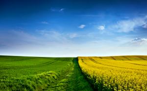 Green And Yellow Field Background For wallpaper thumb