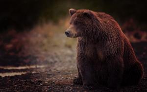 Brown bear, wet, sit wallpaper thumb