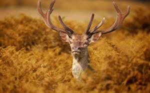 Deer Field wallpaper thumb