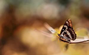 Butterfly Insect Bokeh wallpaper thumb