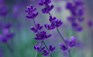 Lavender purple petals macro, blurred background wallpaper thumb