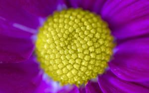 Flower Macro Purple Yellow HD wallpaper thumb