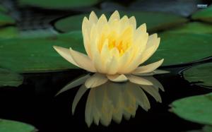 ~gorgeous Water Lily~ wallpaper thumb