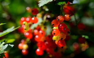 Small Red Fruits On A Branch wallpaper thumb
