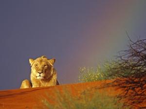 Lion Rainbow HD wallpaper thumb