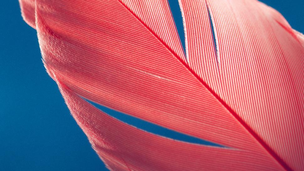 Red Feather on Blue Background wallpaper,Other HD wallpaper,3840x2160 wallpaper