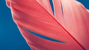 Red Feather on Blue Background wallpaper thumb