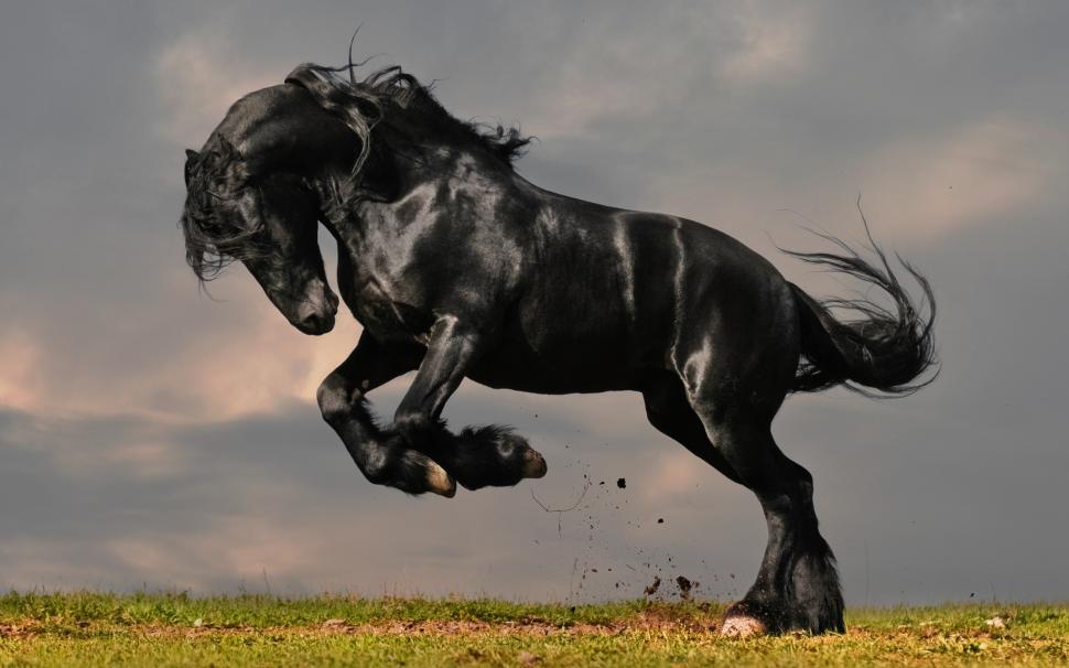 Gorgeous Black Horse wallpaper,horse HD wallpaper,black horse HD wallpaper,2560x1600 wallpaper