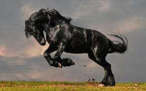 Gorgeous Black Horse wallpaper thumb