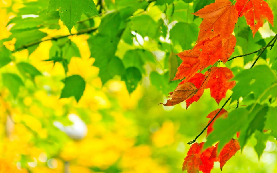 Autumn, leaves, green, red, sunlight, bokeh wallpaper,Autumn HD wallpaper,Leaves HD wallpaper,Green HD wallpaper,Red HD wallpaper,Sunlight HD wallpaper,Bokeh HD wallpaper,2560x1600 wallpaper