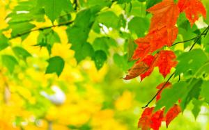 Autumn, leaves, green, red, sunlight, bokeh wallpaper thumb