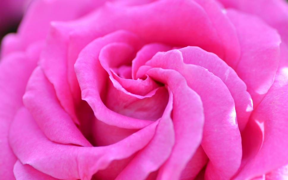 Pink Rose wallpaper,rose wallpapers HD wallpaper,macro backgrounds HD wallpaper,Bud HD wallpaper,petals HD wallpaper,download 3840x2400 rose HD wallpaper,2880x1800 wallpaper