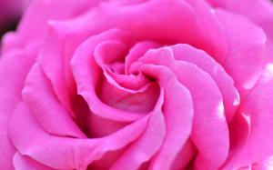Pink Rose wallpaper thumb