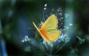Nature, Flower, Butterfly, Photography, Depth Of Field wallpaper thumb