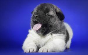 puppy, yawning, tongue, spotted wallpaper thumb