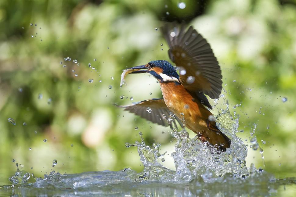 Kingfisher with fish wallpaper,Action birds HD wallpaper,Alcedo atthis HD wallpaper,Birds HD wallpaper,kingfisher HD wallpaper,kingfisher with fish HD wallpaper,nature wildlife HD wallpaper,2048x1366 wallpaper