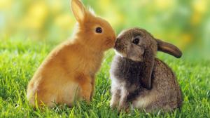 Bunnies kissing wallpaper thumb