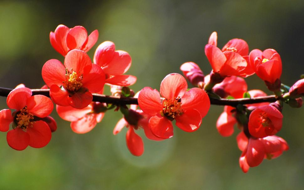 Red Spring Blossoms wallpaper,red blossoms HD wallpaper,flowers HD wallpaper,nature HD wallpaper,branch HD wallpaper,1920x1200 wallpaper
